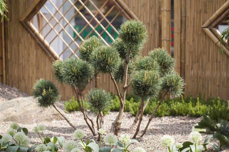 Pinus sylvestris, Waldkiefer, 80–100 cm