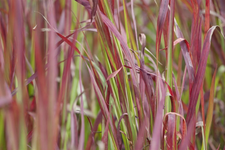 Imperata cylindrica 'Red Baron', Japanisches Blutgras, ca. 9x9 cm Topf