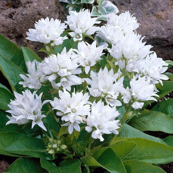 Nahaufnahme einer Gruppe gefüllter Garten-Glockenblumen mit weißen Blüten und grünen Blättern