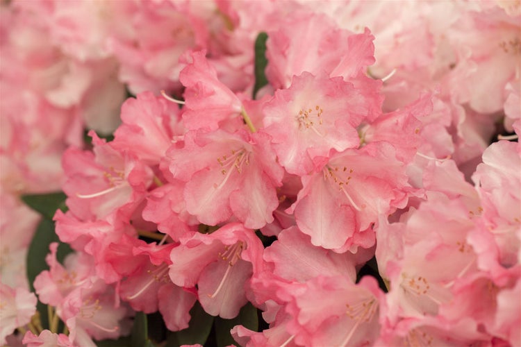 Rhododendron yakushimanum 'Marlis', rosa Blüten, 30–40 cm