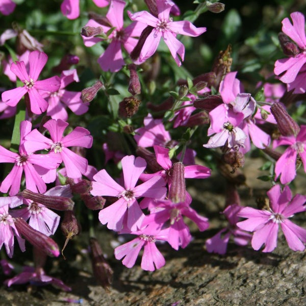 Rosen-Pechnelke mit Blütenblättern
