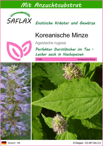 SAFLAX  - Koreanische Minze - Agastache rugosa - 1200 Samen - Mit keimfreiem Anzuchtsubstrat