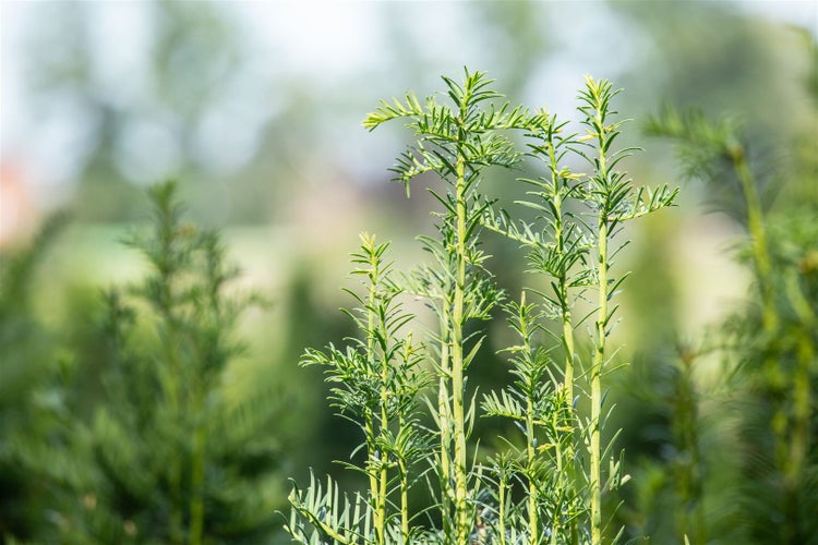 Taxus baccata 'Fastigiata', Säuleneibe, immergrün, 140–160 cm