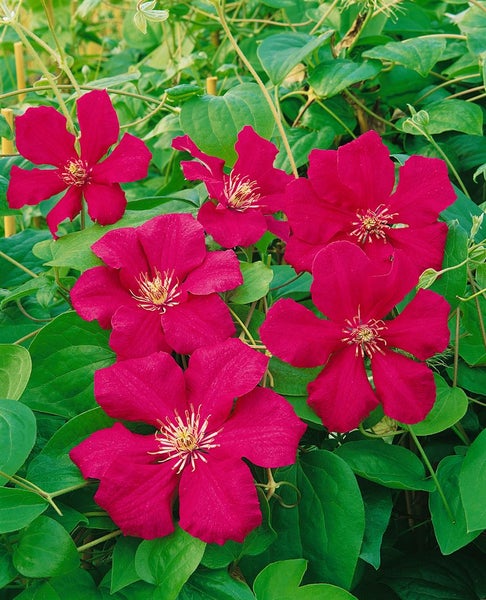 Clematis Hybride 'Ernest Markham', Waldrebe, purpurrot, 100–150 cm