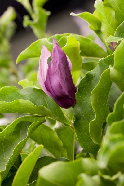 Magnolia liliiflora 'Susan', Purpur-Magnolie, purpurrosa, 40–60 cm
