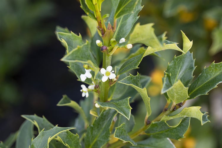 Ilex meserveae 'Heckenstar', Stechpalme, immergrün, 30–40 cm