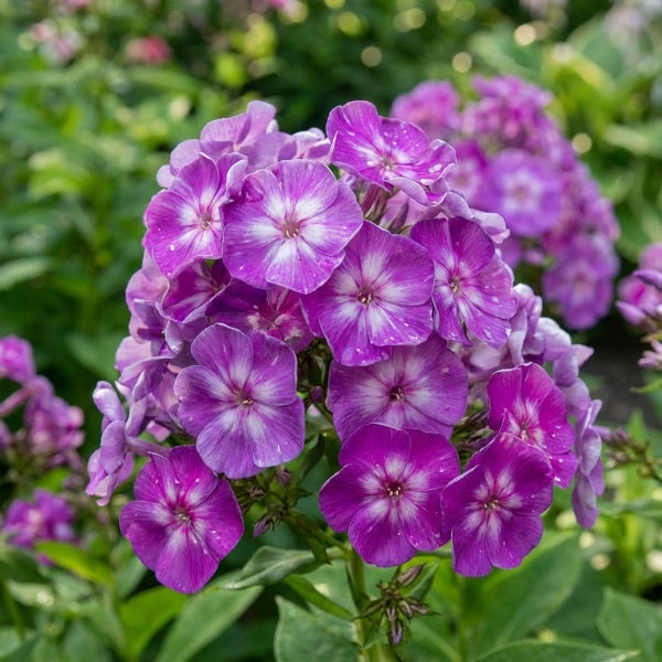 Violette Flammenblume Phlox paniculata mit weißer Mitte im Gartenbeet.