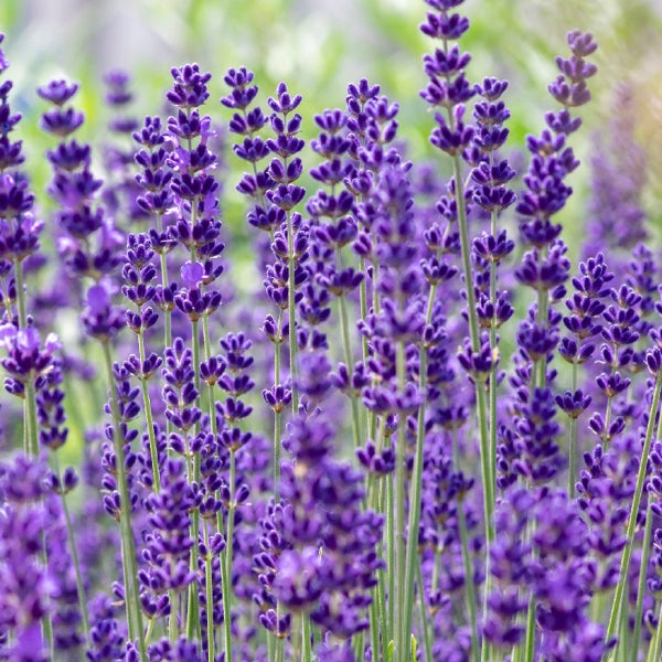 Nahaufnahme von blühendem Echten Lavendel mit violetten Blütenständen im Garten.