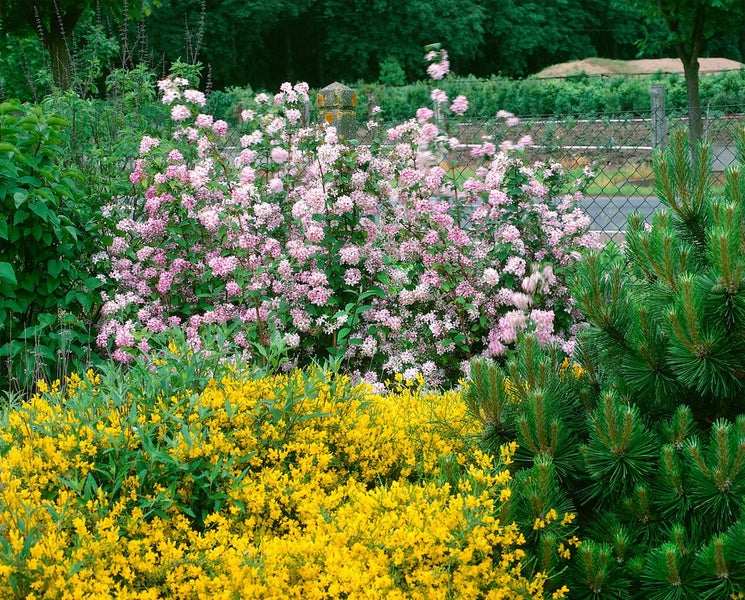 Deutzia gracilis, Maiblumenstrauch, weiß, 30–40 cm