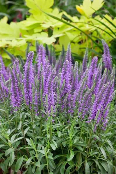 Veronica spicata 'Blauteppich', Ehrenpreis, blau, ca. 9x9 cm Topf