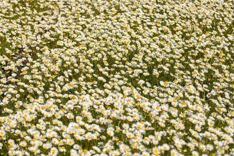 Feld mit Kamillenblüten