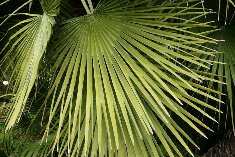 SAFLAX Garden to go - Hanfpalme - Chamaerops excelsa - 10 Samen - Mit Topf, Klima - Deckel und Anzuchtsubstrat