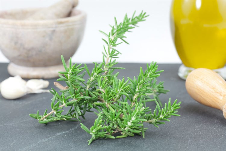 Rosmarinus officinalis 'Prostratus', kriechender Rosmarin, ca. 9x9 cm Topf