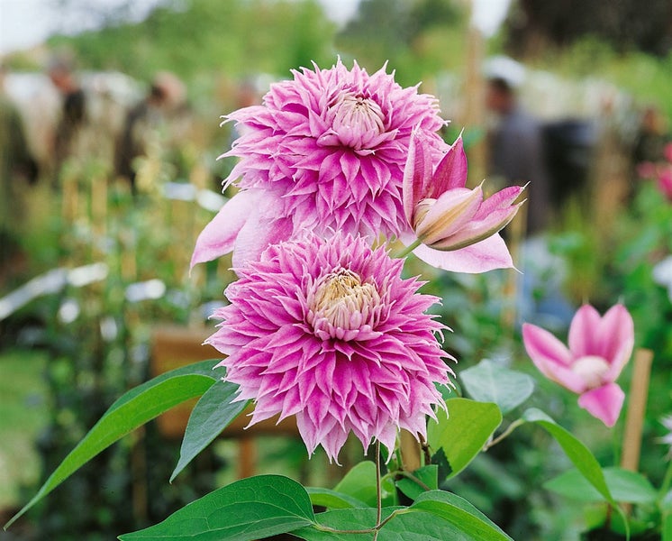 Clematis Hybride 'Josephine', großblumig, rosa, 60–100 cm
