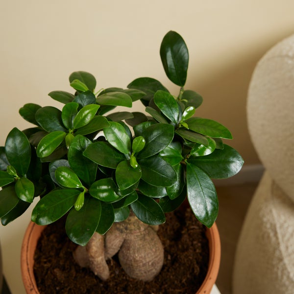Bloomique - 2er Set - Ficus Ginseng - Bonsai Baum - Zimmerpflanzen - Pflegeleicht - Luftreinigend - Höhe 30-40 cm - Topf 17 cm