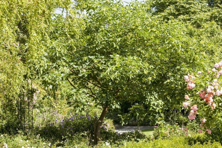 Laubbaum in einem hellen, gepflegten Garten mit Blumenbeeten, Rosensträuchern und einem Rankgitter im Hintergrund.
