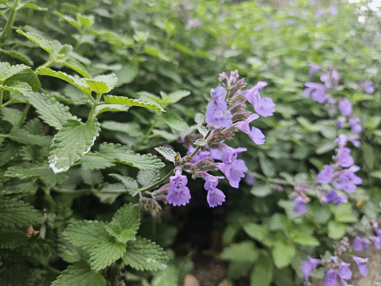 Blühende violette Katzenminze Nepeta als dichte Beetbepflanzung entlang eines gepflasterten Weges.