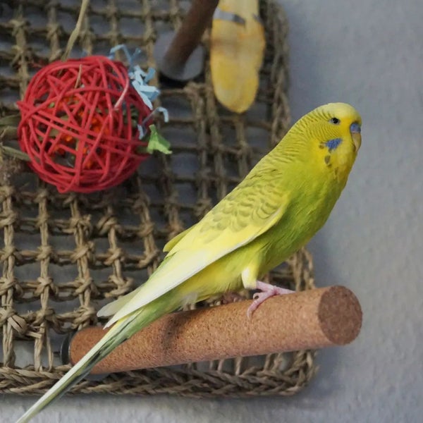 Wellensittich auf einer Sitzstange aus Kork, befestigt an einer Kletterwand aus Seegras mit Vogelspielzeug.