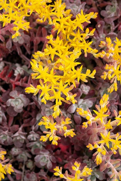 Sedum spathulifolium 'Purpureum', Purpur-Fetthenne, ca. 9x9 cm Topf