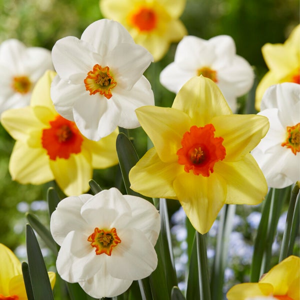 Bloomique - 15er-Mix - Narzisse - Narzisse - Blumenmischung für den ganzen Frühling - Farbmischung - Blumenzwiebeln - Frühlingsblüher - mehrjährige Pflanzen - wird 15-35 cm groß