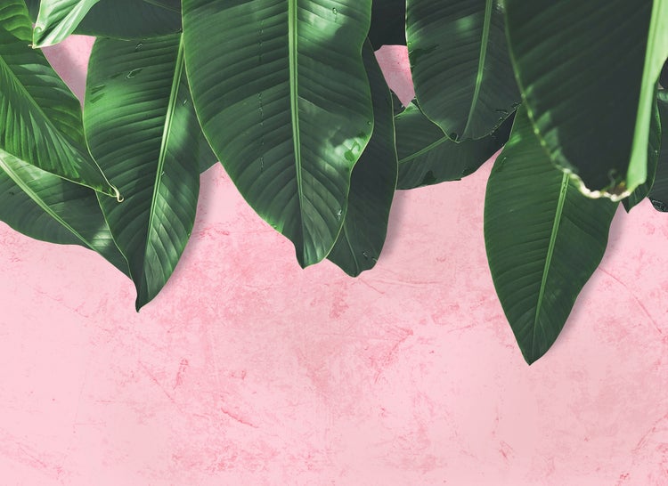 Fototapete mit großen grünen Blättern einer Bananenpflanze im botanischen Design.