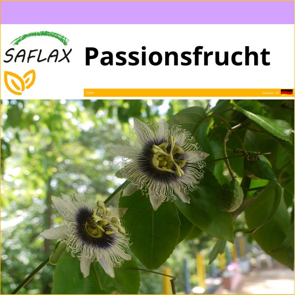 SAFLAX  - Passionsfrucht - Passiflora edulis - 40 Samen