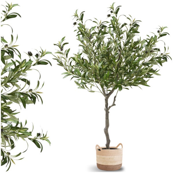 Olivenbaum in Korb für den Innenbereich