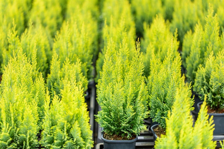 Chamaecyparis lawsoniana 'Ellwood's Empire', 15–20 cm, immergrün