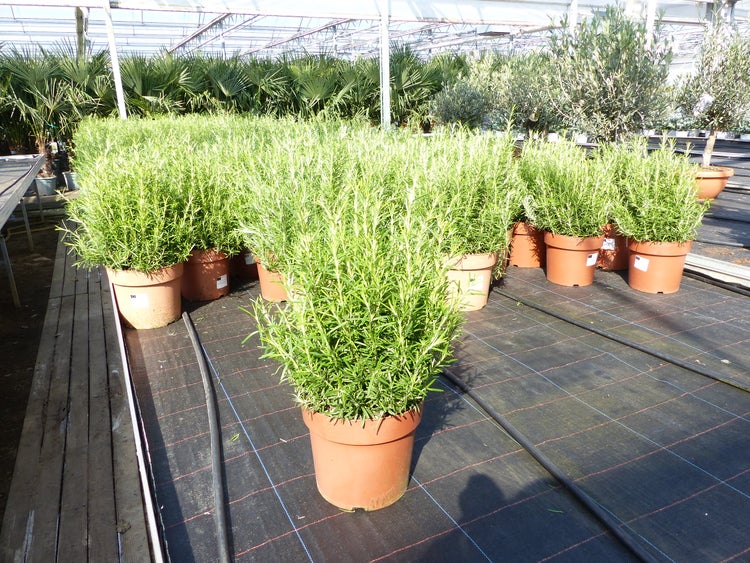 Reihen von grünen Rosmarinpflanzen in terrakottafarbenen Kunststofftöpfen in einem hellen, organisierten Gewächshaus.