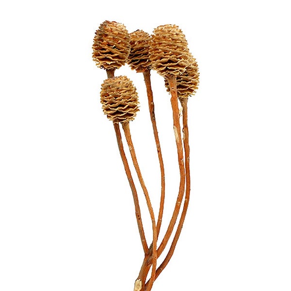 Trockenblumenarrangement mit Zapfen