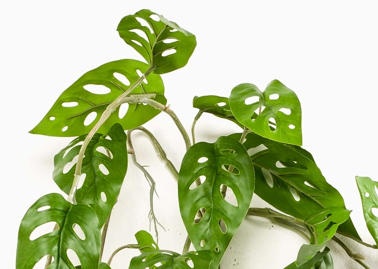 Künstliche Monstera adansonii Ranke mit grünen gelochten Blättern und Luftwurzeln.