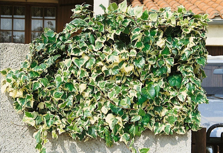 Hedera algeriensis 'Gloire de Marengo', Efeu, grün-weiß, 60–100 cm