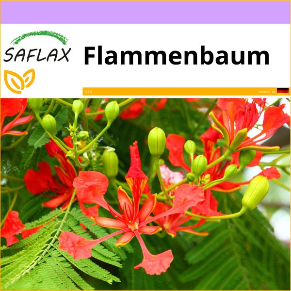 SAFLAX  - Flammenbaum - Delonix regia - 6 Samen