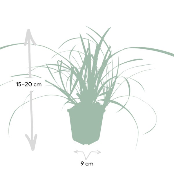 Ziergras - Japanische Segge - Carex morrowii 'Ice Dance' - 9cm Topf - Set mit 6 Pflanzen