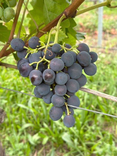 Eine reife Weintraube am Weinstock, hängend an einem Drahtgerüst.