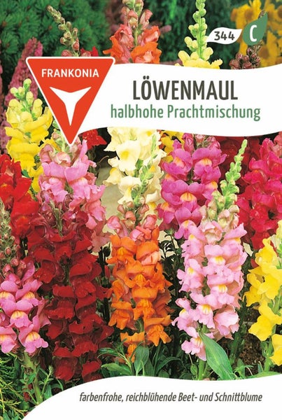 Löwenmaul halbhohe Prachtmischung von Frankonia, farbenfrohe Beet- und Schnittblume
