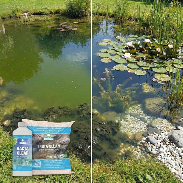 Vorher-Nachher-Vergleich einer Teichreinigung mit BACTA CLEAR und INSTA CLEAN. Trübes Wasser wird klar, Kiesel und Seerosen sind sichtbar.