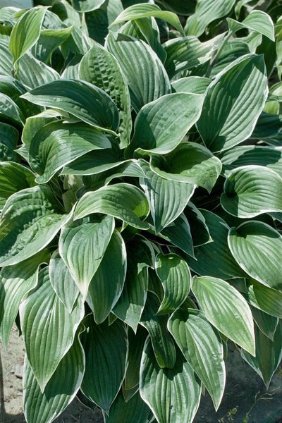 Hosta sieboldiana 'Christmas Tree', Funkie, grün, ca. 11x11 cm Topf