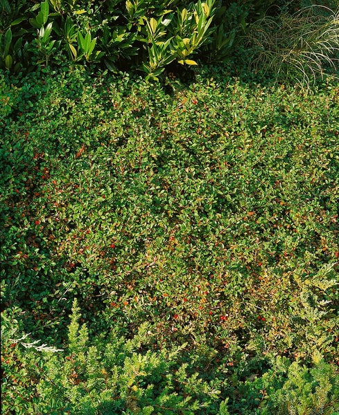 Cotoneaster radicans 'Eichholz', Kriechmispel, immergrün, ca. 9x9 cm Topf