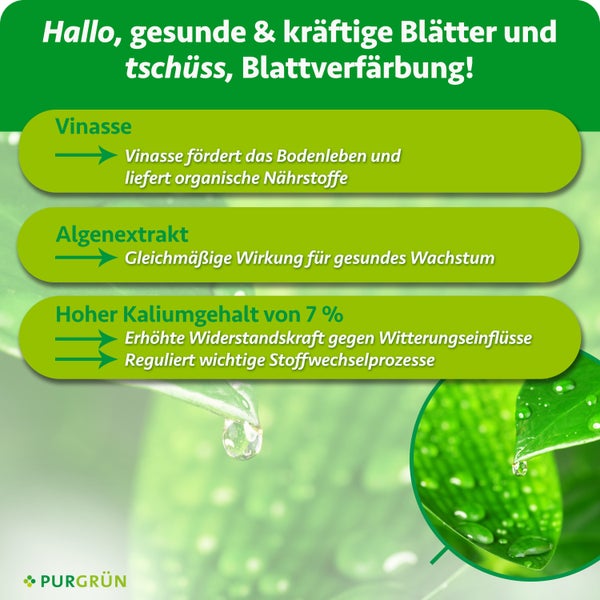 Infografik mit Wirkungsweise von Purgrün Pflanzendünger: Vinasse, Algenextrakt und sieben Prozent Kalium für gesunde Blätter.