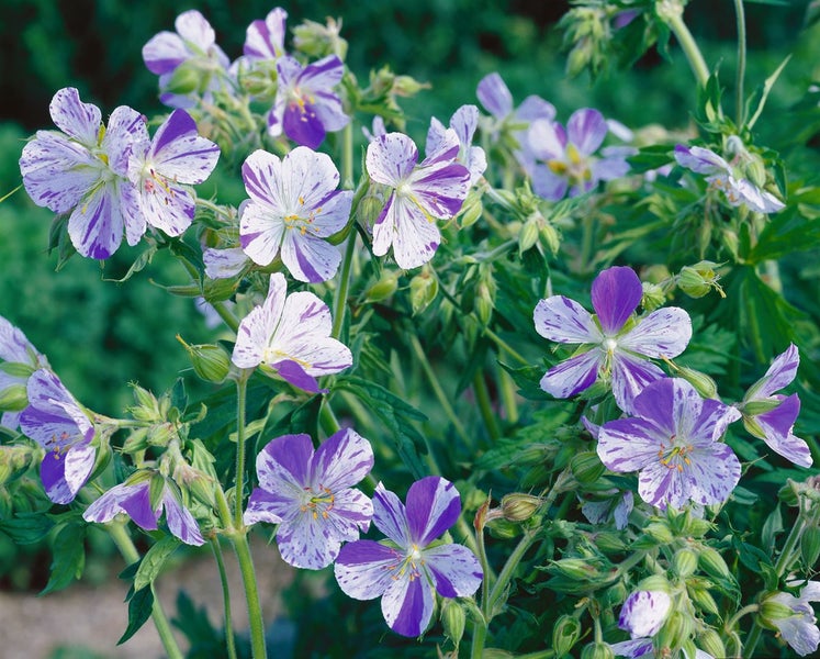 Blüte des Storchschnabels