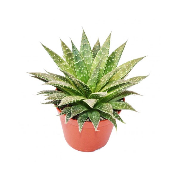 Aloe aristata Sukkulente im Kulturtopf mit spitz zulaufenden, gepunkteten Blättern.