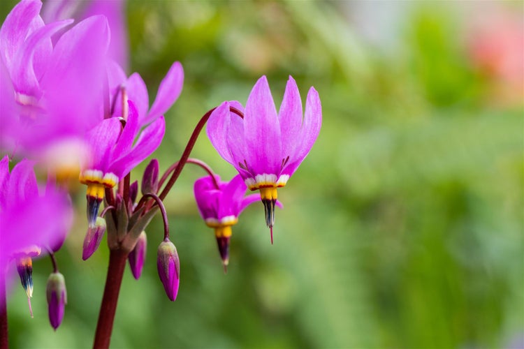 Dodecatheon meadia, Shooting Star, rosa Blüten, ca. 9x9 cm Topf