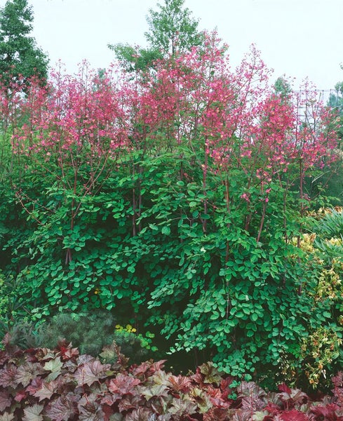 Thalictrum rochebrunianum, Wiesenraute, zartlila, ca. 9x9 cm Topf
