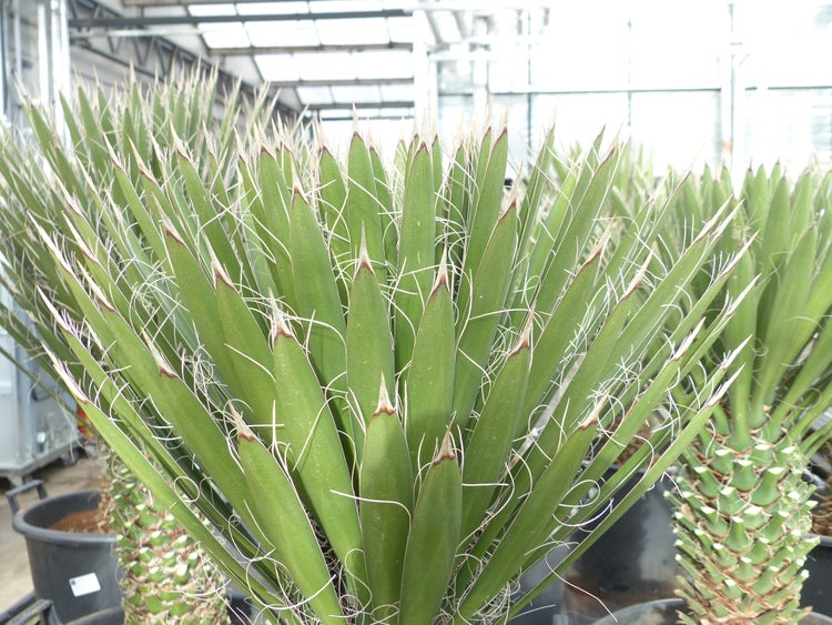 Yucca Palme Filifera, 90 cm, Stamm 20 - 30 cm Tambasi Yucca, winterhart -13 Grad