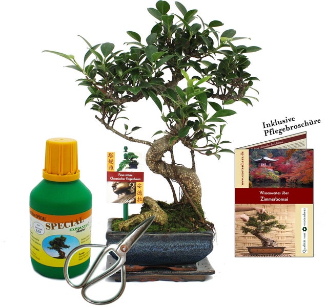 Geschenkset Bonsai Ficus - Chinesischer Feigenbaum - ca. 6 Jahre alt - Anfänger-Set