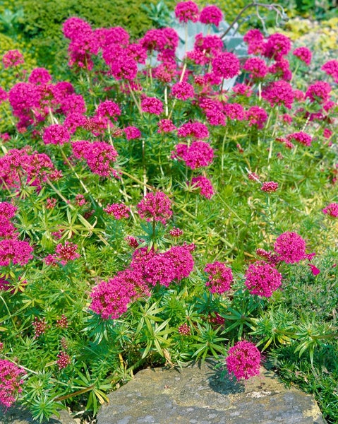 Phuopsis stylosa, Kreuzblume, rosa Blüten, ca. 9x9 cm Topf