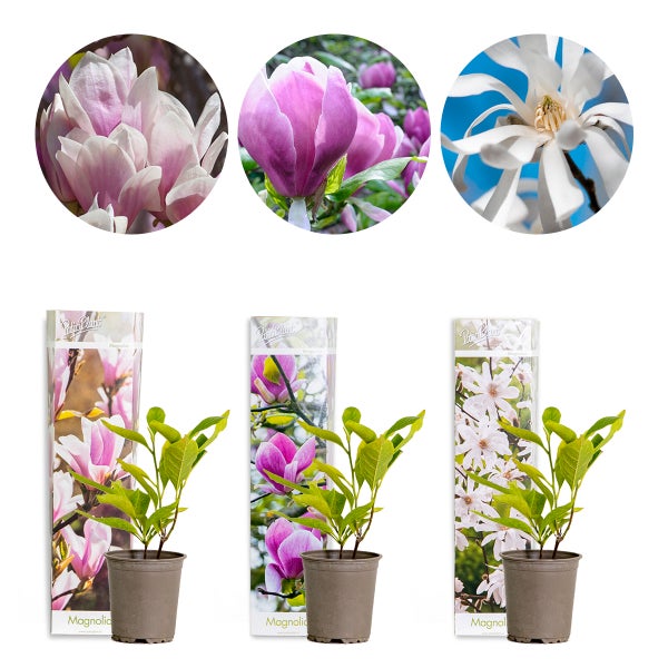 3x Magnolien Mix – Biberbaum – Strauch – Pflegefreundlich – ⌀09 cm – ↕20-25 cm