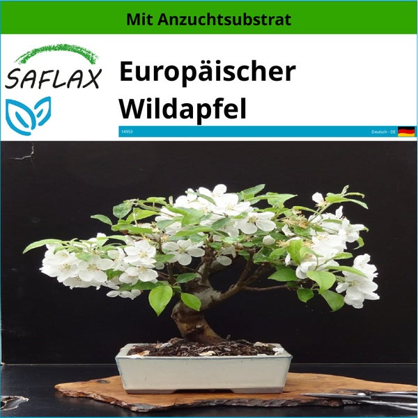 SAFLAX  - Europäischer Wildapfel - Malus sylvestris - 30 Samen - Mit keimfreiem Anzuchtsubstrat