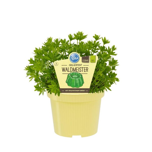 Blu biologischer Waldmeister im Topf, essbare Kräuterpflanze aus biologischem Anbau.